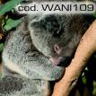 wani109.jpg