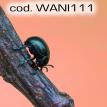wani111.jpg