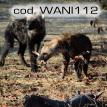 wani112.jpg