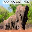 wani114.jpg