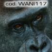 wani117.jpg