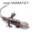 wani121.jpg
