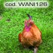 wani126.jpg
