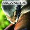 wani129.jpg