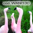 wani130.jpg