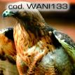 wani133.jpg