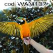 wani137.jpg