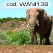 wani138.jpg