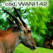 wani142.jpg