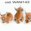 wani143.jpg