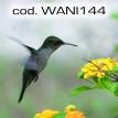 wani144.jpg