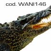 wani146.jpg