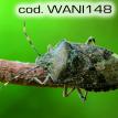 wani148.jpg