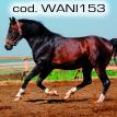 wani153.jpg