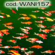 wani157.jpg