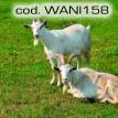 wani158.jpg