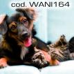 wani164.jpg