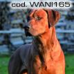 wani165.jpg
