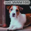 wani166.jpg