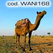 wani168.jpg