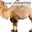 wani169.jpg