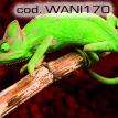 wani170.jpg