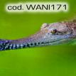 wani171.jpg