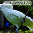 wani172.jpg
