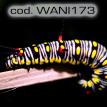 wani173.jpg