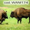 wani174.jpg