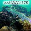 wani175.jpg