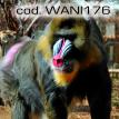 wani176.jpg