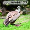 wani177.jpg