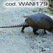 wani179.jpg