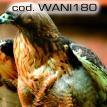 wani180.jpg