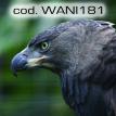 wani181.jpg