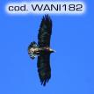 wani182.jpg