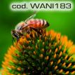 wani183.jpg