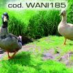 wani185.jpg