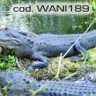 wani189.jpg