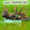 wani190.jpg