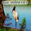 wani191.jpg