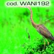 wani192.jpg