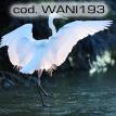 wani193.jpg