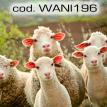 wani196.jpg