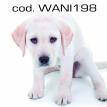 wani198.jpg