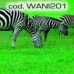 wani201.jpg