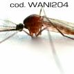 wani204.jpg