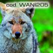 wani205.jpg