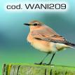 wani209.jpg